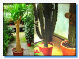 Azienda di Floricoltura Azienda di Floricoltura