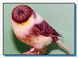 I Gloster I Gloster