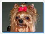 Blue Star Yorky Blue Star Yorky